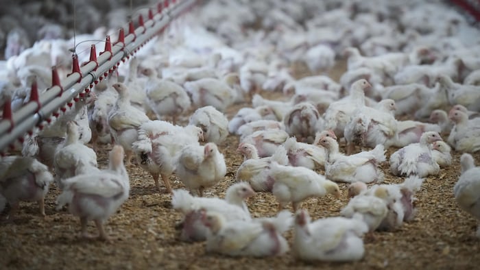 Un très grand nombre de poulets blancs dans un bâtiment agricole.