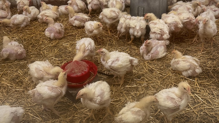 Des petits poulets dans un poulailler.