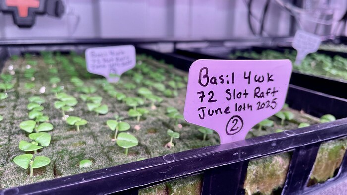 De jeunes pousses de basilic dans une grande barquette en plastique.