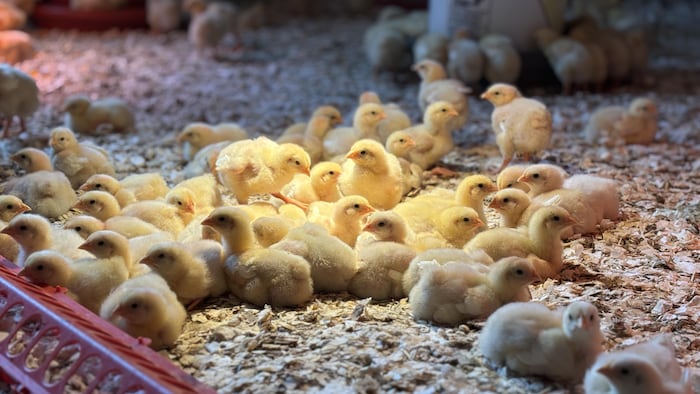 Des poussins sont regroupés sous des lampes chauffantes dans un bâtiment de ferme.