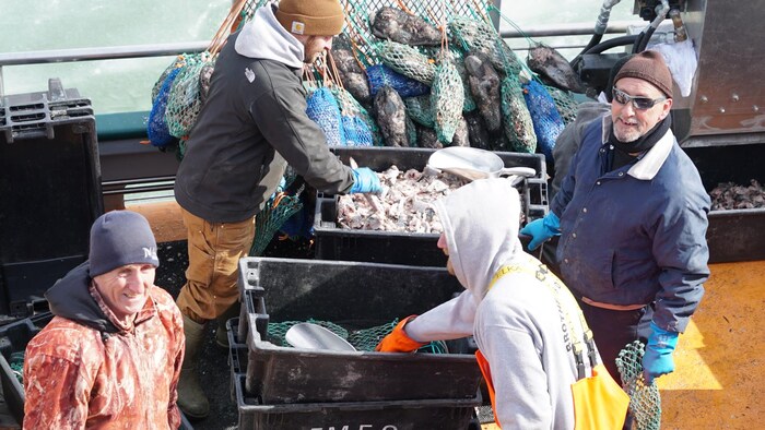 Quatre pêcheurs préparent le hareng pour appâter le crabe.