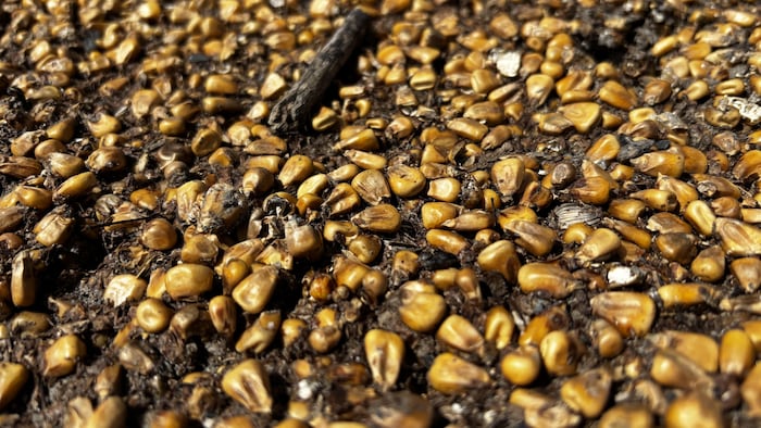 Des grains de la ferme Rayginil