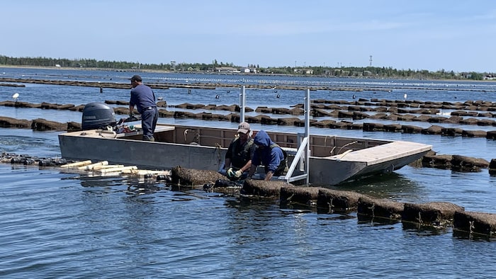Production d'huîtres dans la Baie de Lamèque