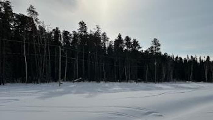 Un terrain vague enneigé devant des sapins.