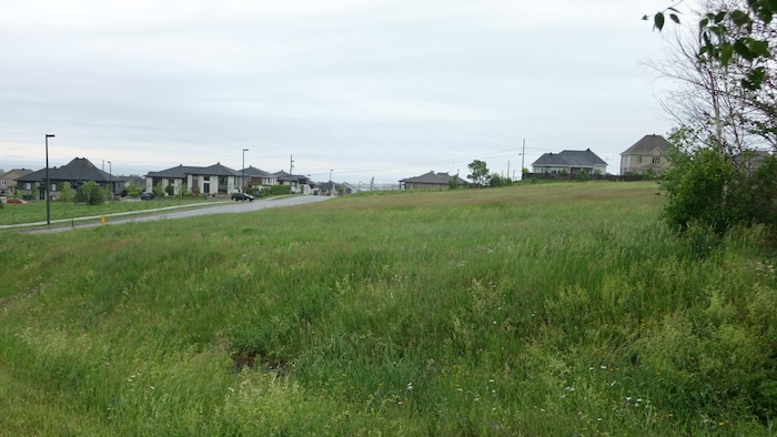 De hautes herbes recouvrent un grand terrain vacant, dans un quartier de résidences unifamiliales.