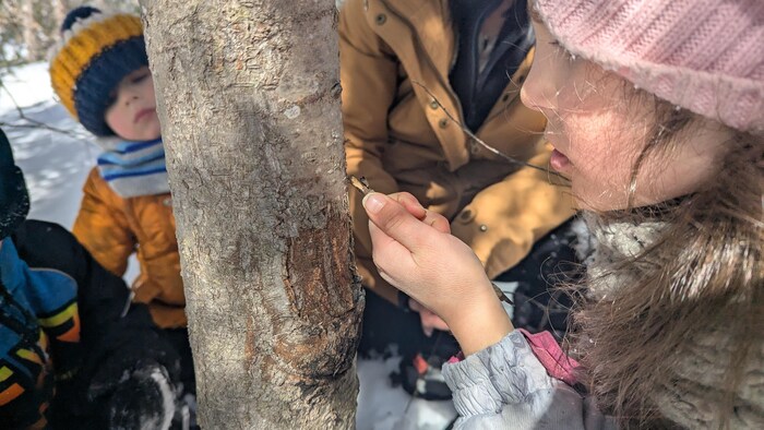 Une fillette est concentrée à trouver de la gomme de résineux sur un tronc d'arbre.