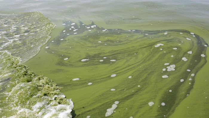 L'eau du lac Érié est couverte d'algues de couleur verte.