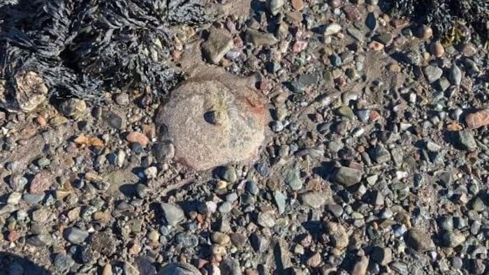 Un objet enseveli sur la plage qui semble être une mine.