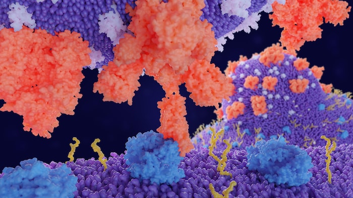 Une représentation visuelle de l'interaction entre le virus et la cellule.