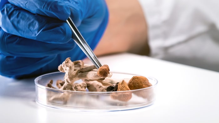 Un scientifique dépose des champignons séchés dans une boîte de Pétri.