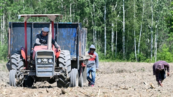 Des travailleurs agricoles marchent près d'un tracteur dans un champ.