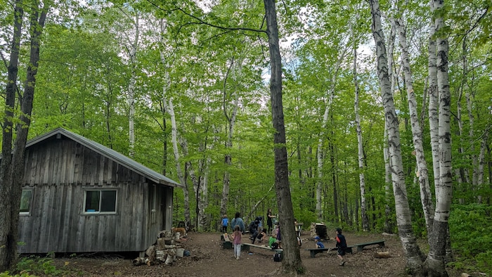 Une cabane en bois dans une forêt de feuillu.