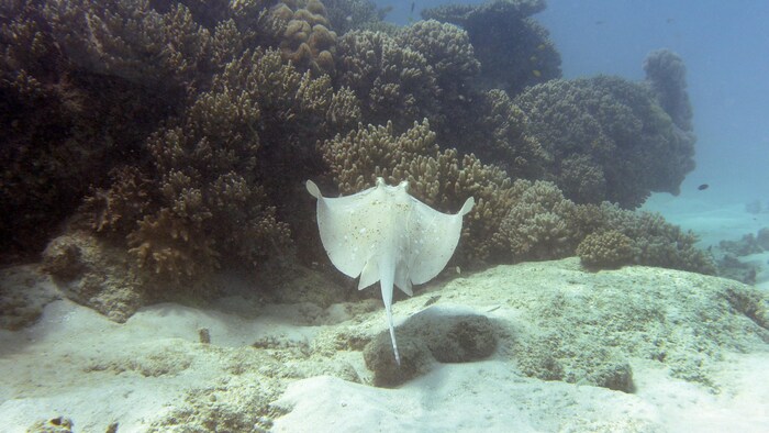 Une raie devant un récif de corail, en Australie.