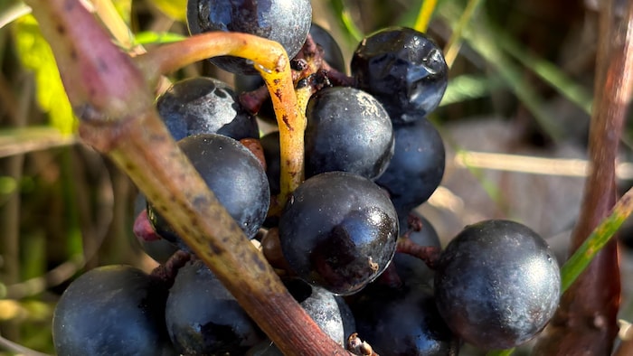 Grappe de raisins sur une vigne.
