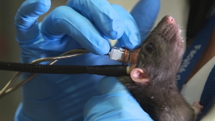 Une électrode est branchée directement au cerveau du rat.