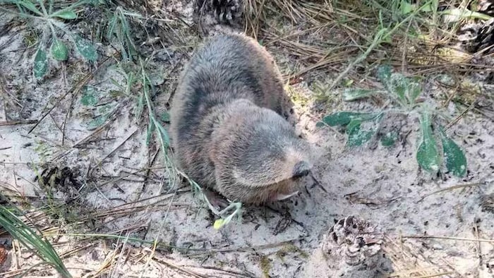 Un rat-taupe des sables sur la rive.