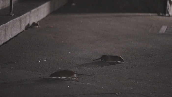 Des rats observés tôt en soirée sur le parvis de l'Église Saint-Roch, à Québec.