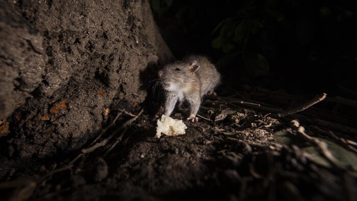 Vancouver Rats Une vidéo montrant des rats à Vancouver relance le débat sur la lutte ...