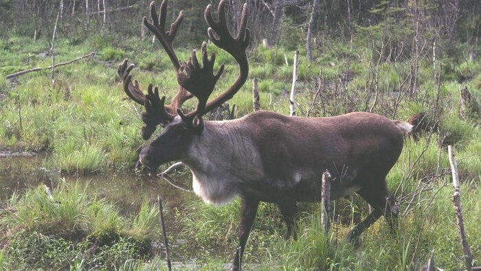 Un caribou forestier dans une forêt québécoise.
