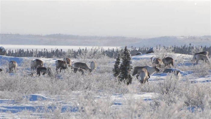 Des caribous marchent dans la neige.