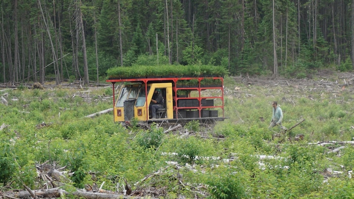 Un camion transportant des plants d'arbres en forêt suivi par un homme à pied.