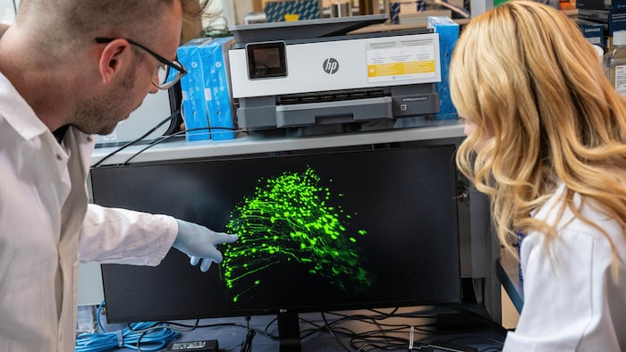 Le Dr Mark Cembrowski et Adrienne Kinman observent des cellules ovoïdes sur un ordinateur.
