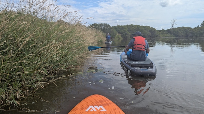 Assis sur une planche à pagaie, Akib Hasan et William Vincent longe les berges à la recherche d'hydrocharide grenouillette sur la Petite rivière Blanche à Duhamel-Ouest.