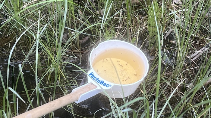 Une femme tient une louche d'échantillonnage qui contient de l'eau jaunâtre et des larves de moustiques .