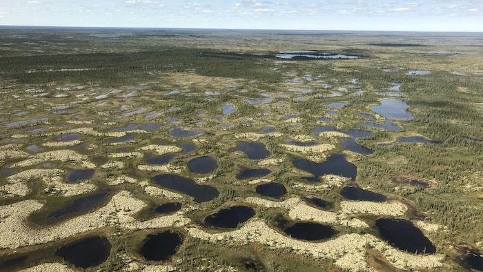 Les tourbières de l'extrême nord de l'Ontario.