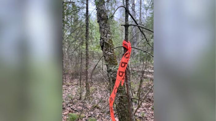 Un ruban de recherche en forêt.