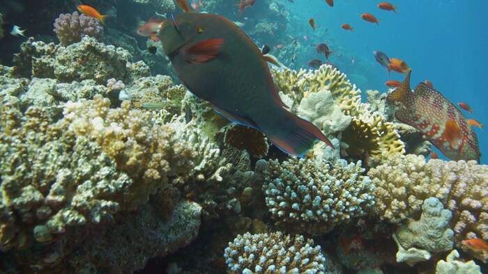 Les récifs de corail abritent un tiers des espèces marines et protègent les côtes des raz-de-marée.