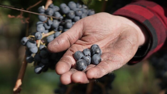 Grape berries used to make wine are shown from B.C.'s Okanagan Valley. Winemakers can now apply to a new Agriculture Canada program that provides short-term financial help for struggling wineries.