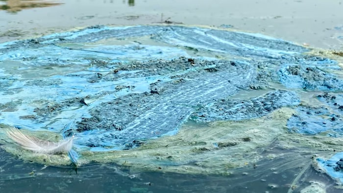 Des algues bleues visibles dans un lac.
