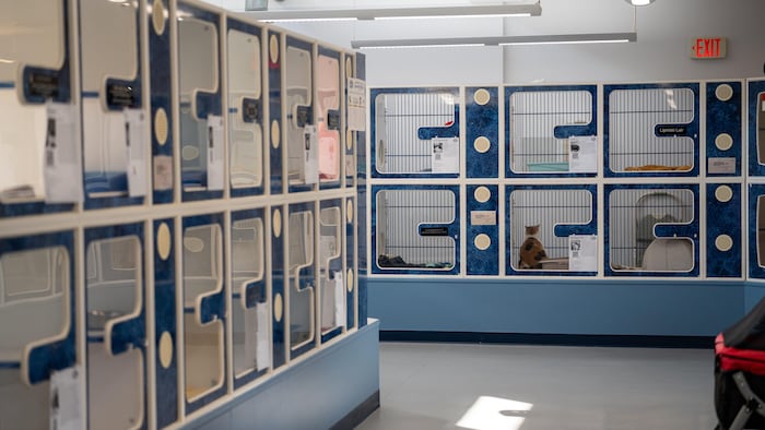 Couloir avec des dizaines de cages à chats à Humane Society Windsor.