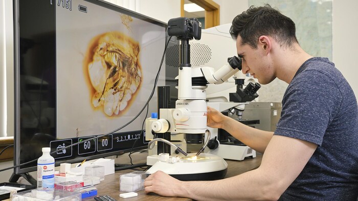 Le chercheur Jerit Mitchell regarde un coléoptère fossilisé vieux de plusieurs millions d'années.
