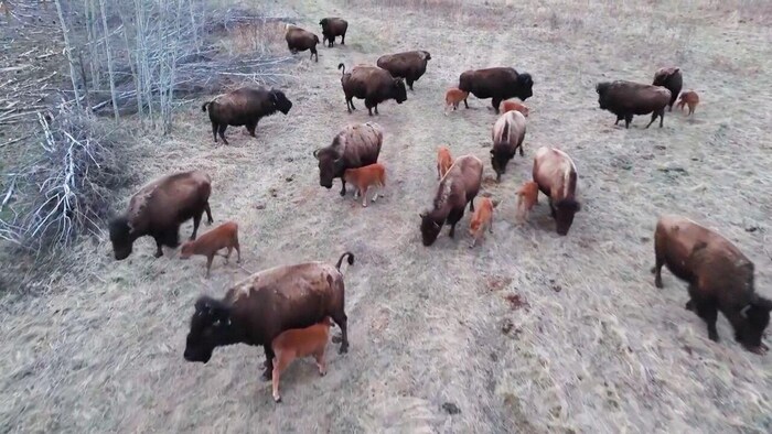 Des bisons et leurs petits.