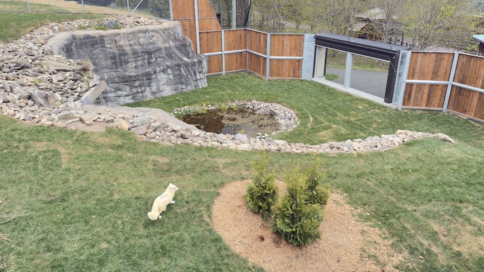 Vu d'une passerelle sur un renard arctique qui se promène dans un enclos.