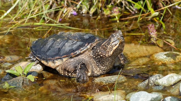 Une tortue serpentine sur des roches dans un lac.