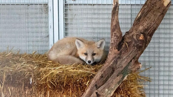 Un renard roux sur une botte de foin, dans une cage.