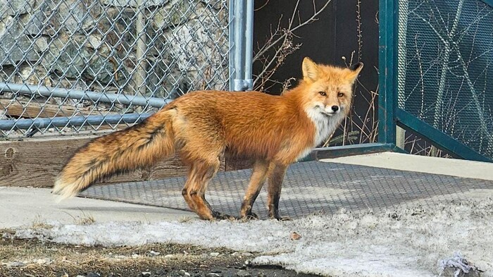 Un renard roux devant des clôtures.