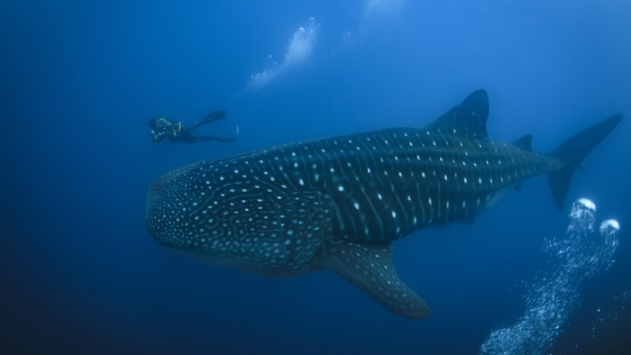 Un requin-baleine et un plongeur.