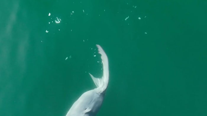 Le requin blanc s'est débarrassé d'une couche blanche extérieure.