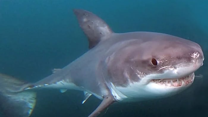 Un grand requin blanc nouveau-né photographié pour la première fois