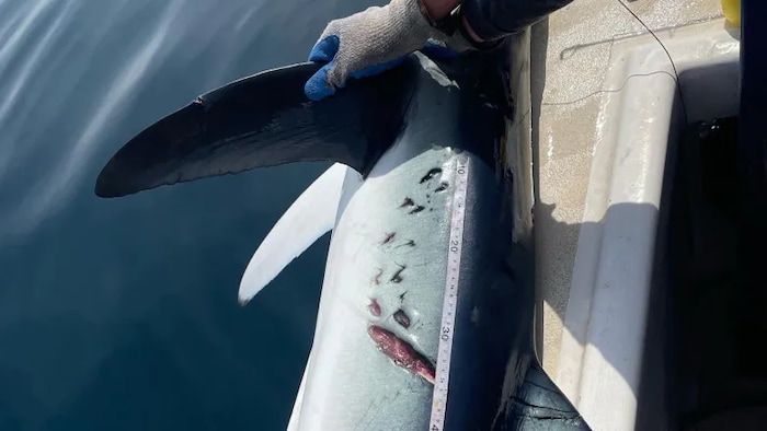 Un grand requin blanc laisse sa marque lors d'une attaque contre