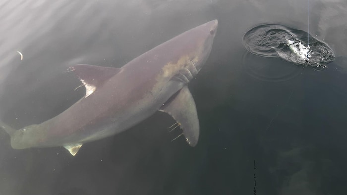 Un requin maraîche nage.