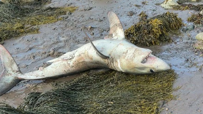 Le requin couché sur le dos, sur une plage.