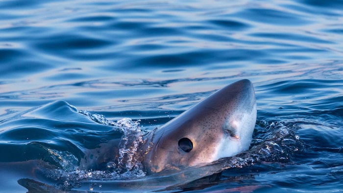 Un requin qui sort son museau de l'eau.