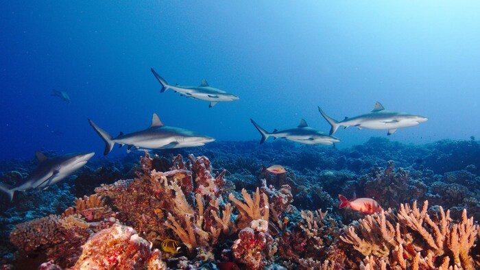 Six requins gris de récif (Carcharhinus amblyrhynchos) nagent dans l'océan.