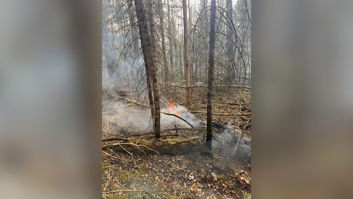 Un feu visible dans une forêt.