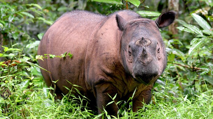 Un rinoceronte de Sumatra.